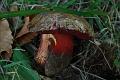 boletus purpureus - malefico